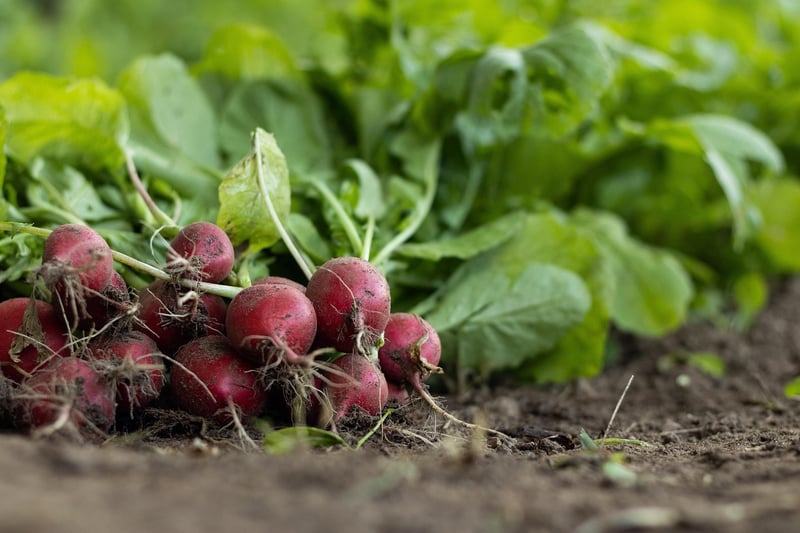 Sustainable Agriculture